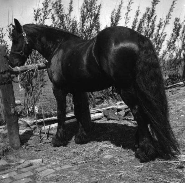 Feulko