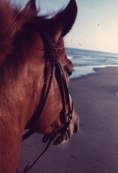 Tina op het Heemskerkse strand
