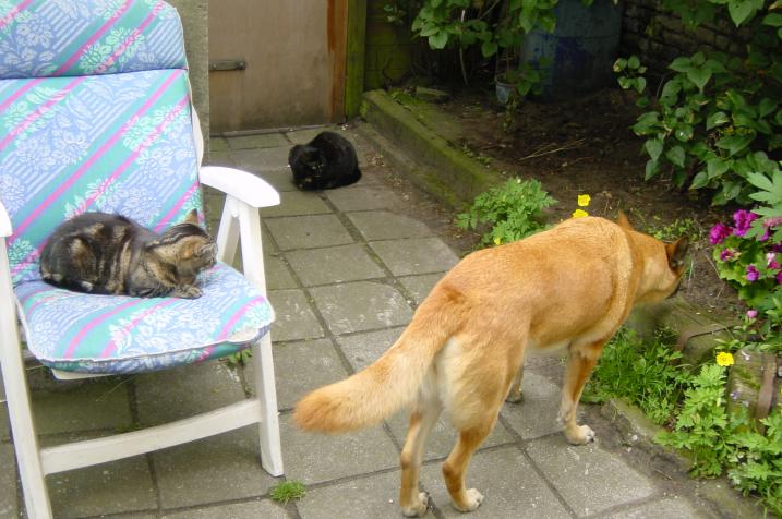 Zwabber, Molly en Naomi 3 juni 2004