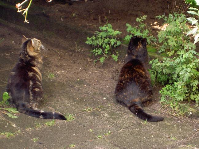 Zwabber en links Molly 28 juli 2005