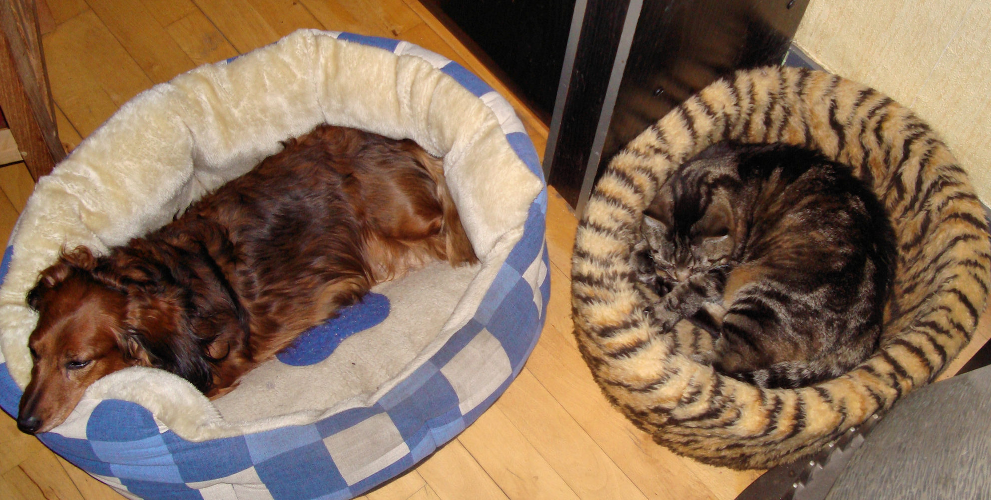 Dazzle en Molly 2010