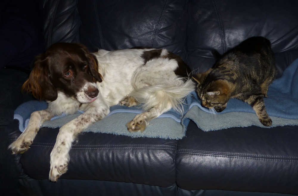 Stella en Molly 29 december 2012