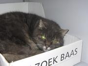 Willem nog in het asiel