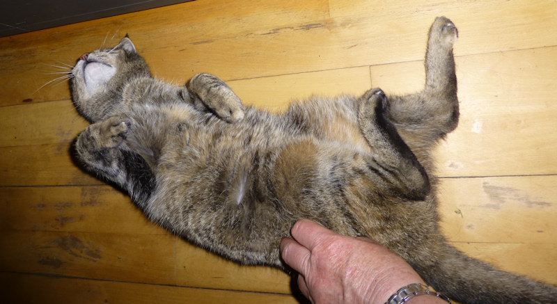 Wammes is een lieve kroelkat, 8-5-2013