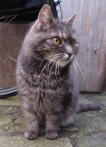 Willem