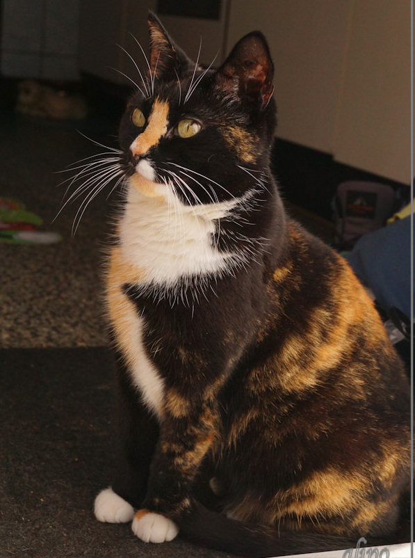 Moppie in de keuken 18-4-2018