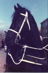 Feulko voor de kar met carnaval.