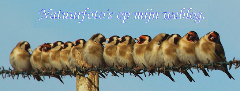 Nieuwe weblog met natuurfoto's